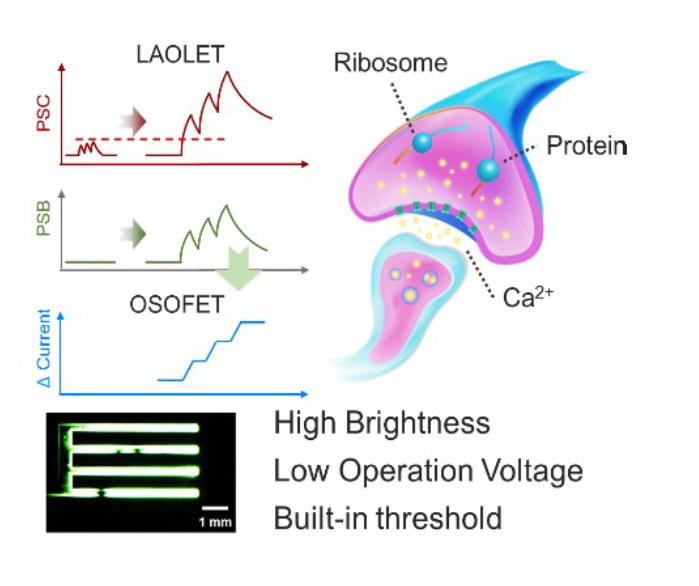 Li Promoting Long Afterglow Organic Light-Emitting Transistor for Memory Optocoupler Module