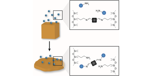 Imine-based dynamic polymer networks as photoprogrammable amine sensing devices