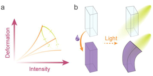 Tunable Photomechanics in Diarylethene-Driven Liquid Crystal Network Actuators
