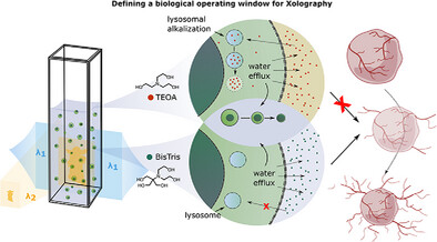 Biocompatible Ink Optimization Enables Functional Volumetric Bioprinting With Xolography